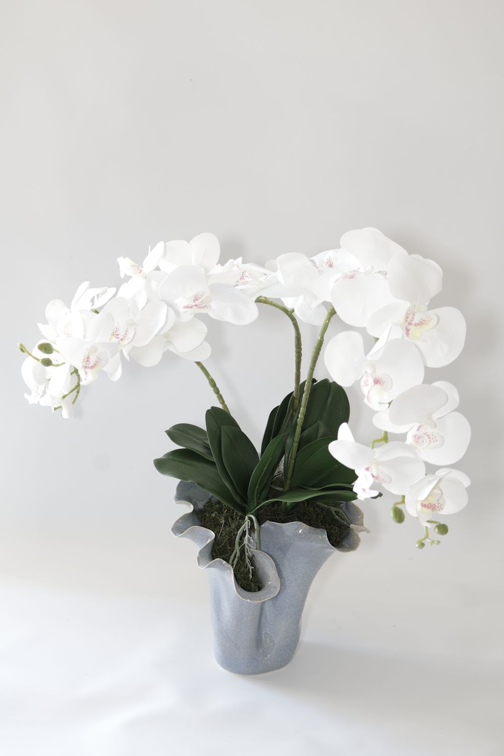 The EverBloom Élan Orchid