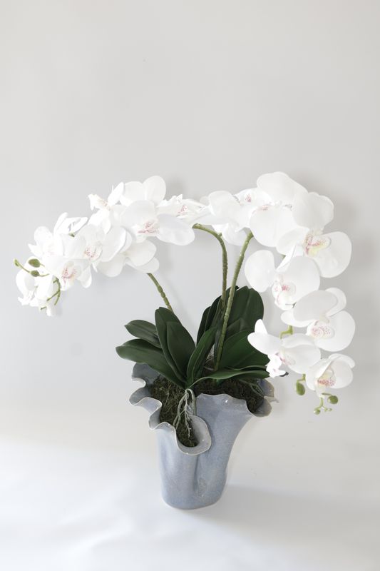 The EverBloom Élan Orchid