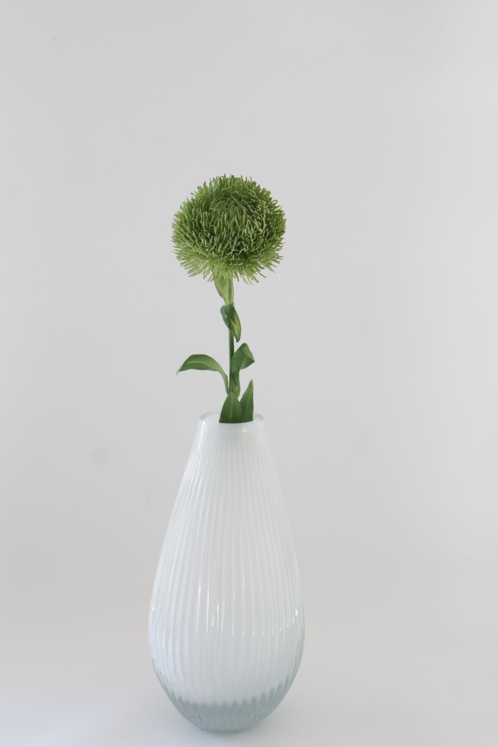 Ranunculus Asiaticus Big Head Flower Green