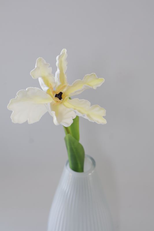 Wholesale Stock -Tulips Parrot
