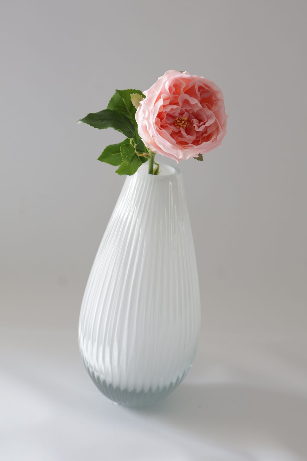 David Austin Rose