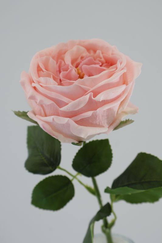 Rose - David Austin Premium Real Touch
