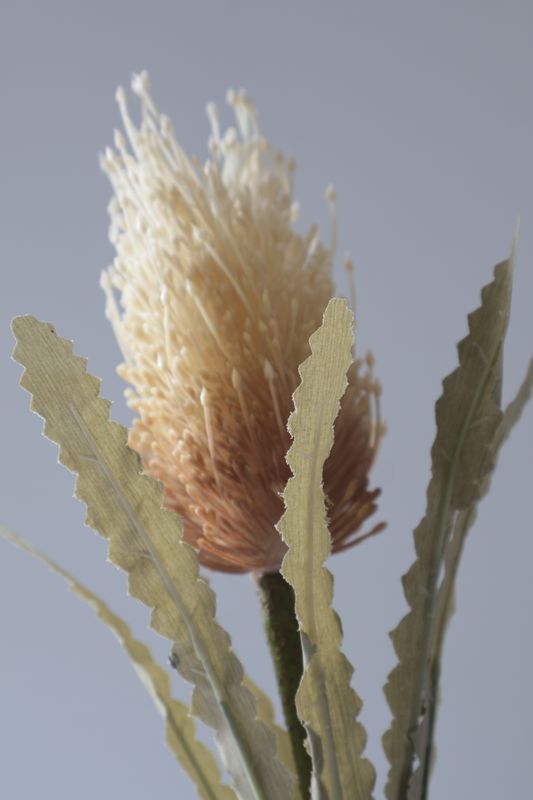 Banksia Flower
