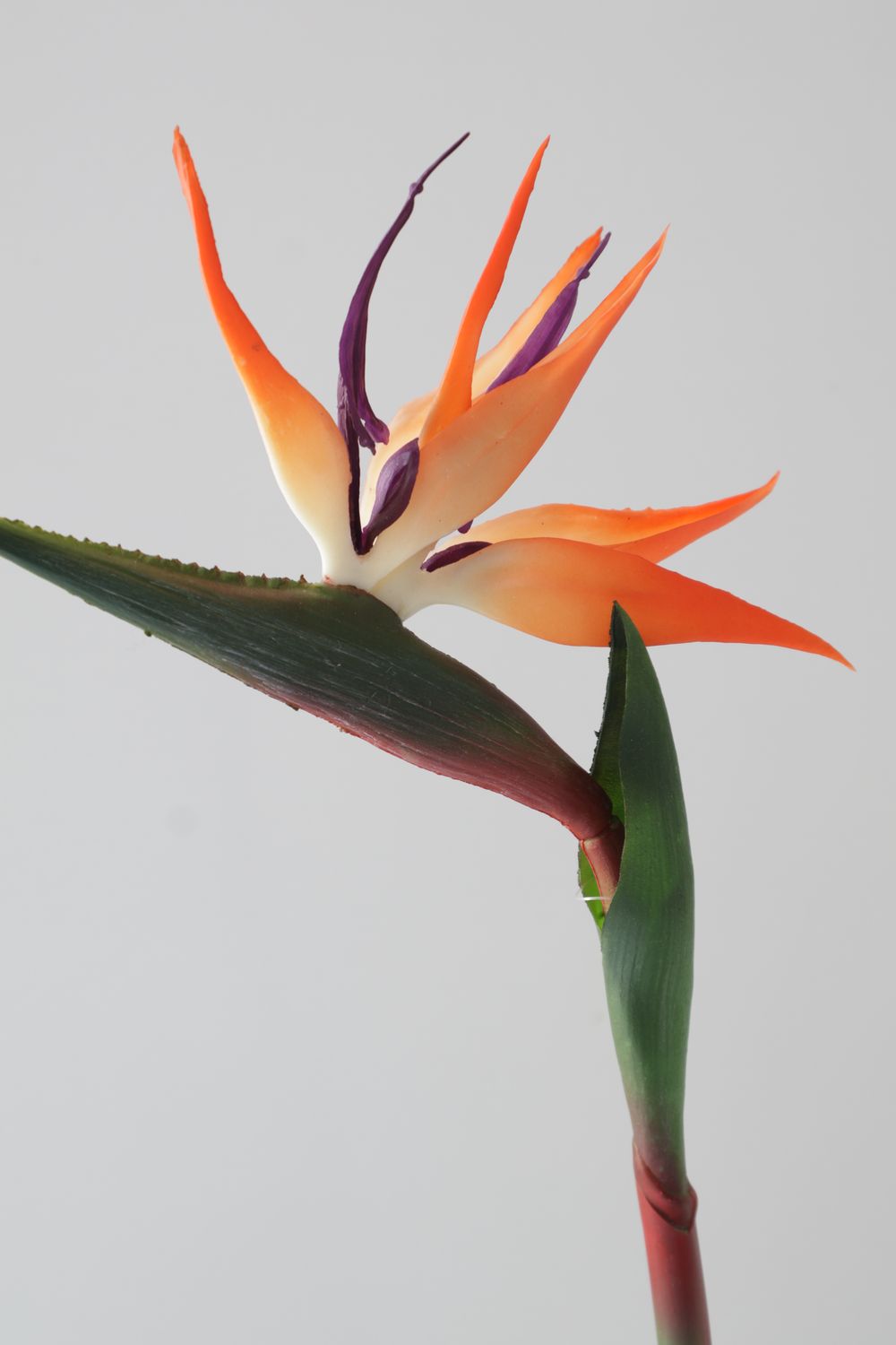 Strelitzia Reginae Stem - Real Touch