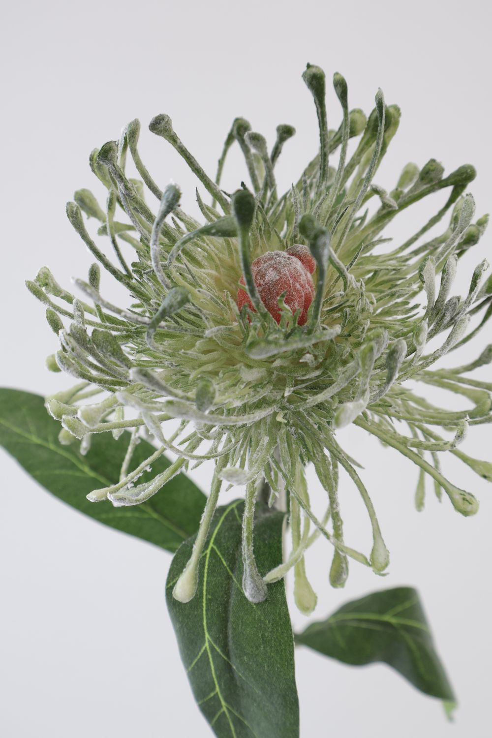 Leucospermum Pincushion
