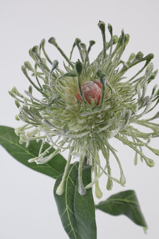 Leucospermum Pincushion