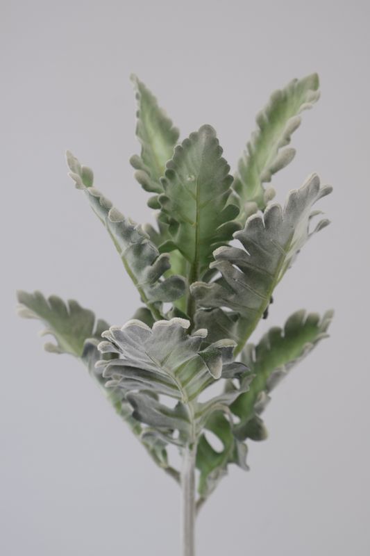 Dusty Miller Leaves
