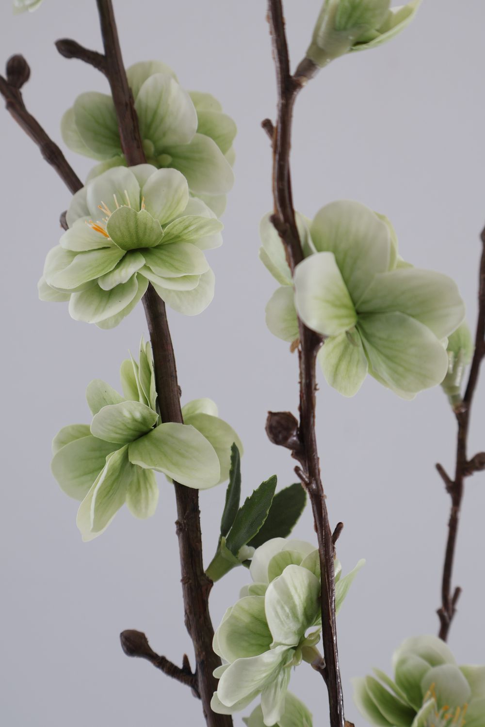 Cherry Blossom Flower Stem