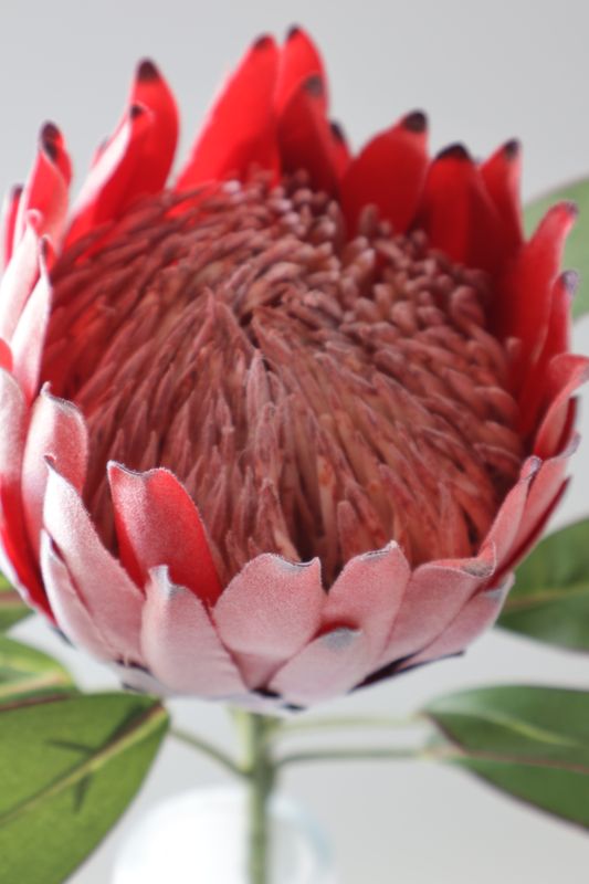 King Protea Flower Real Touch