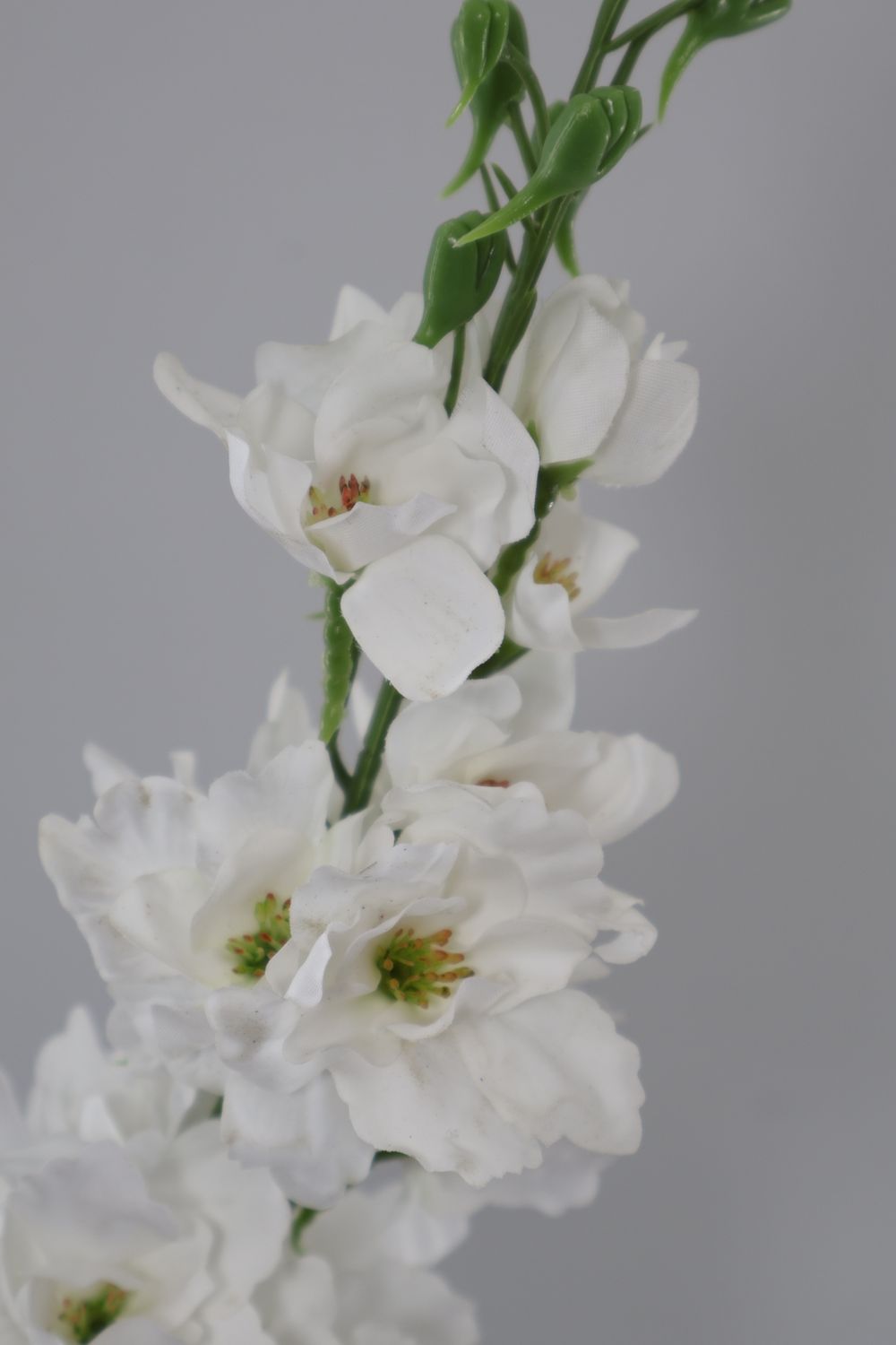 Delphinium Stem