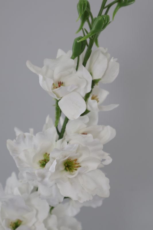 Delphinium Stem