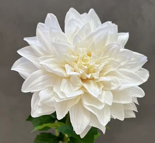 Dahlia Premium Real Touch Stem
