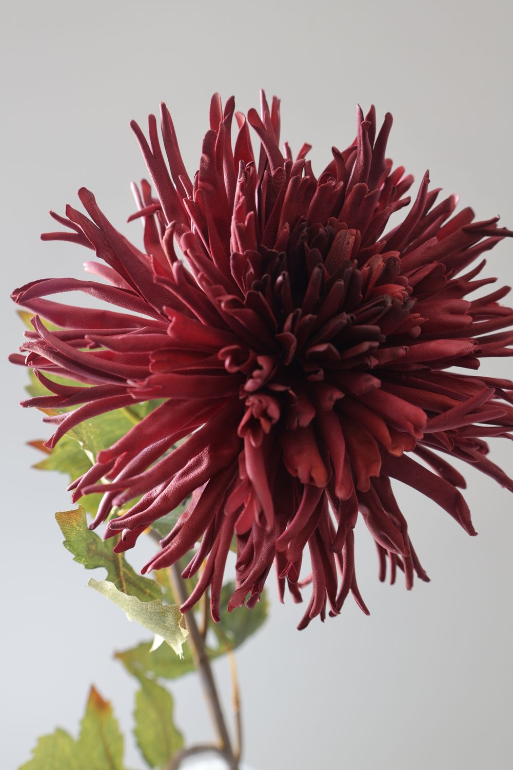 Chrysanthemum Crabs Claw Real Touch