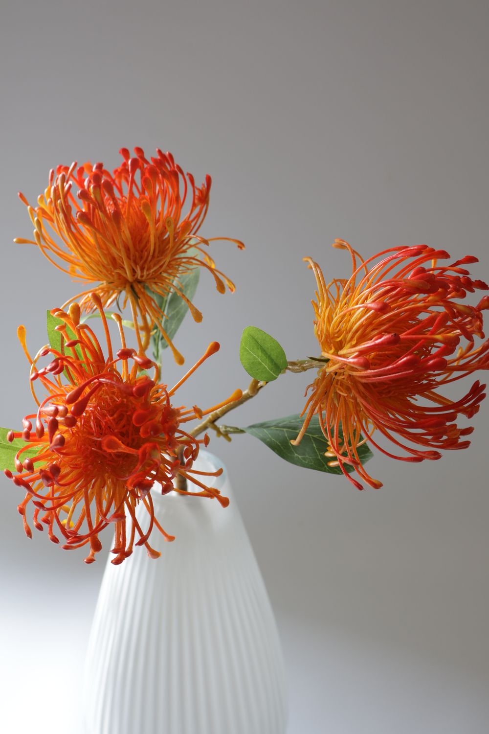 Leucospermum Pincushion Stem