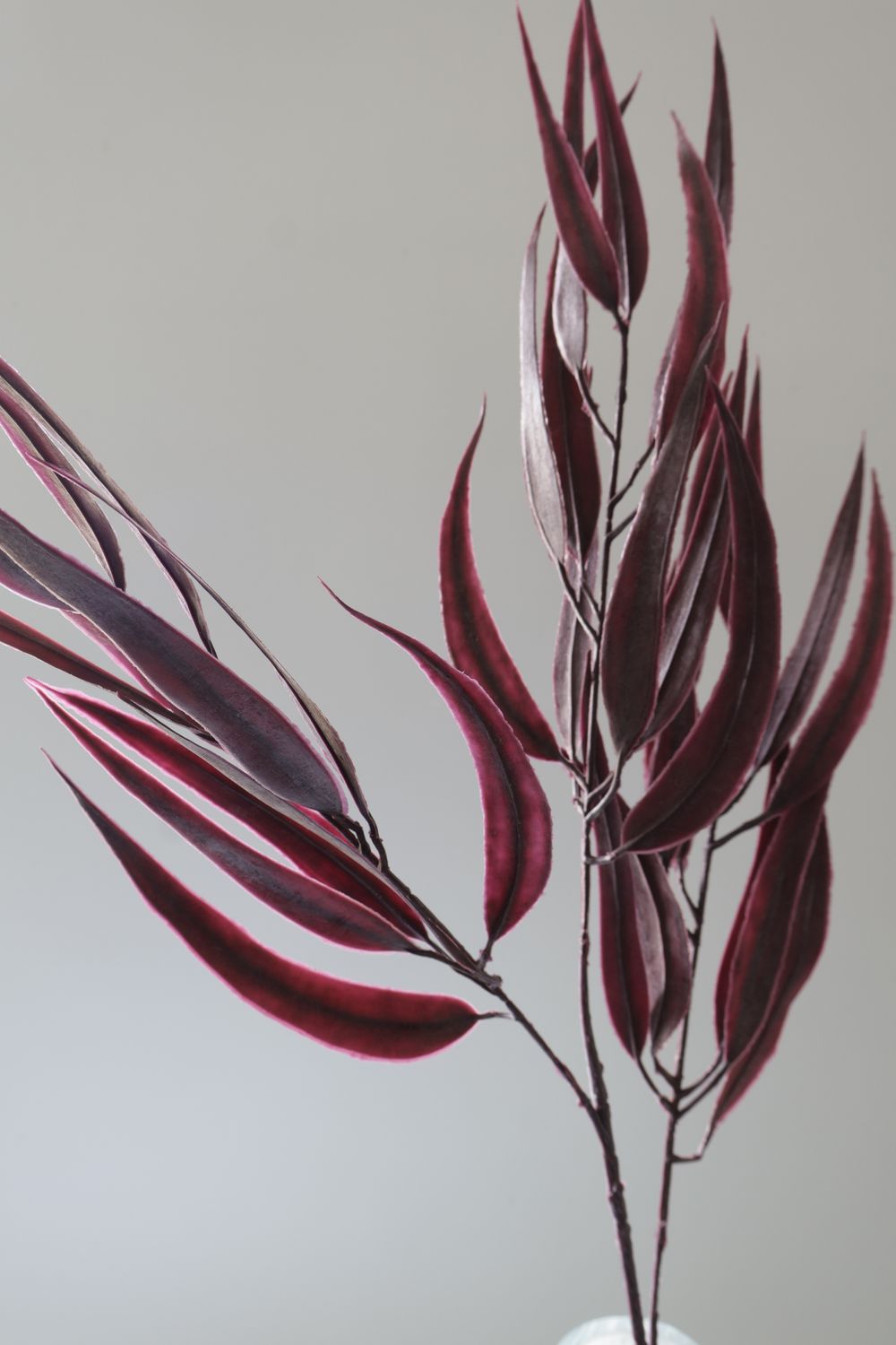 Eucalyptus Willow Branch