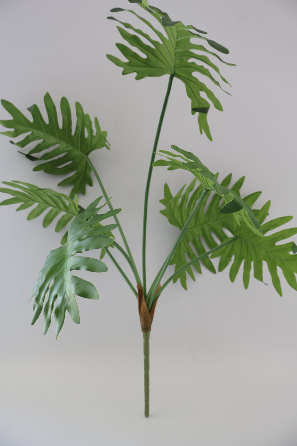 Philodendron Xanadu Indoor Plant