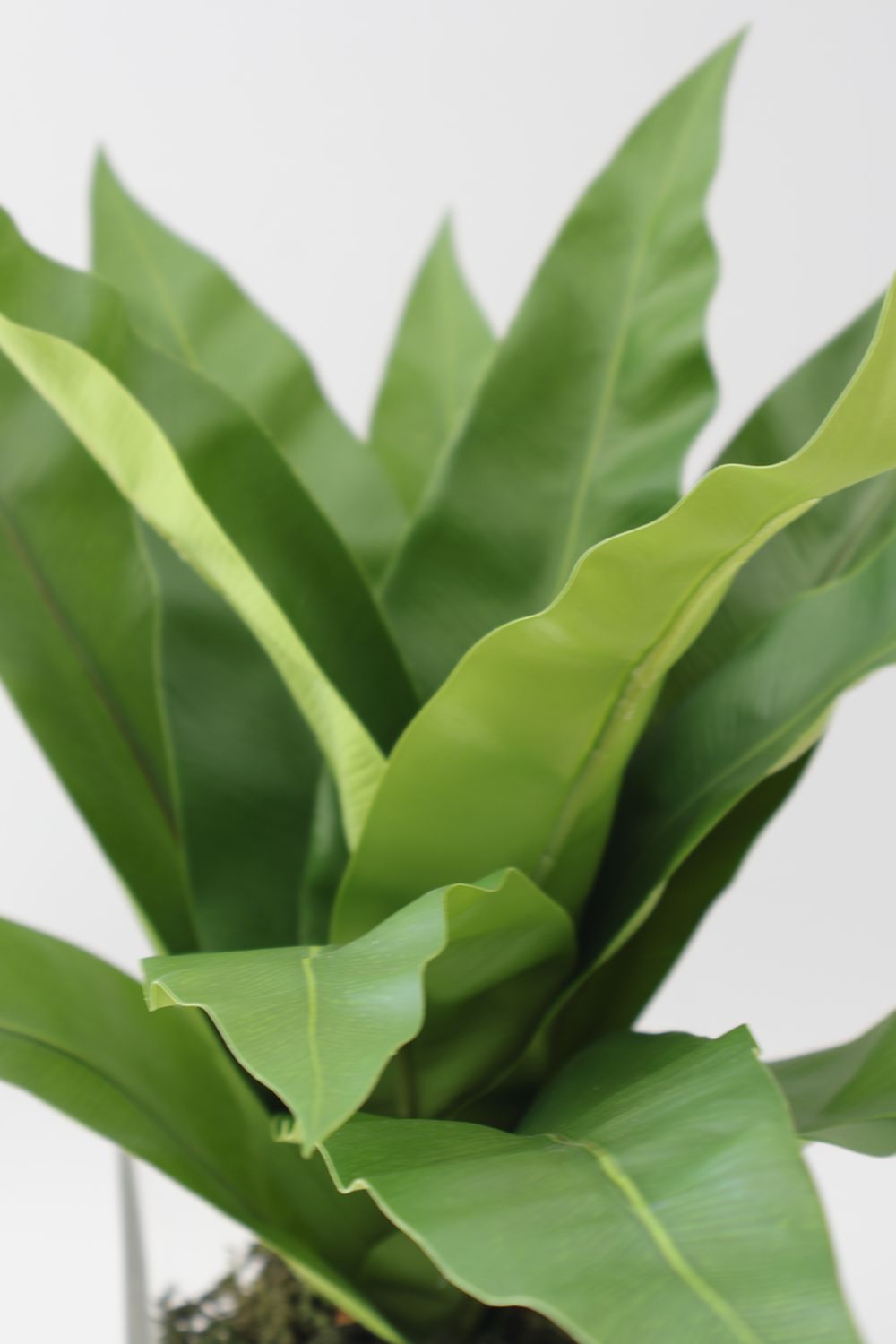 Bird’s Nest Fern Indoor Plant