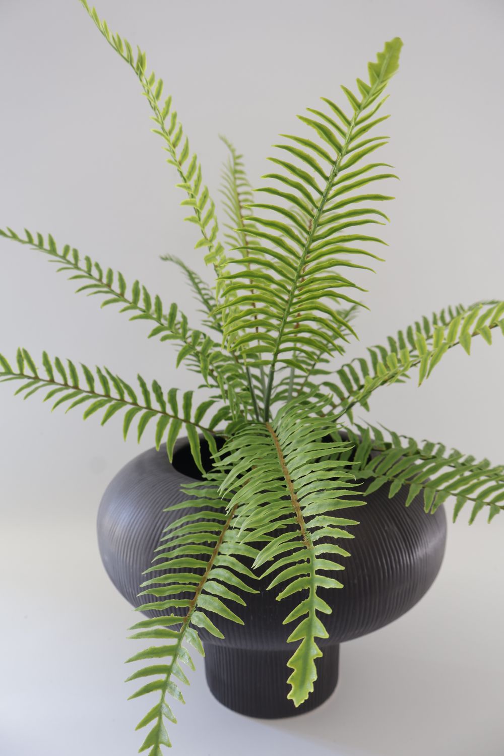 Boston Fern - Indoor Plant