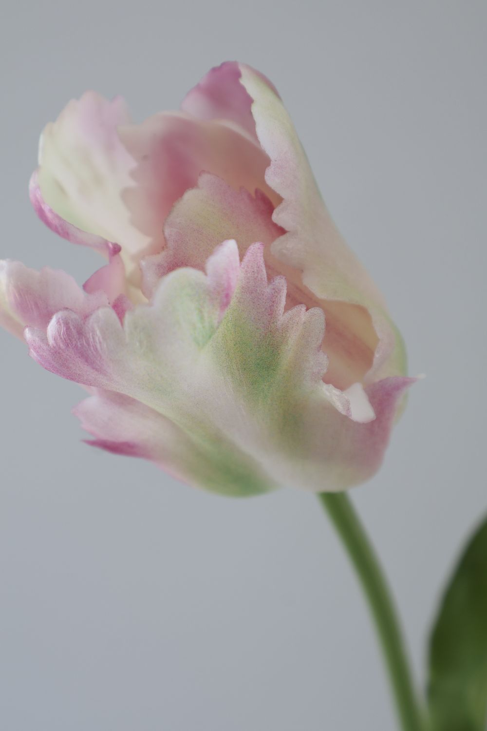 Tulip - Parrot Premium Real Touch