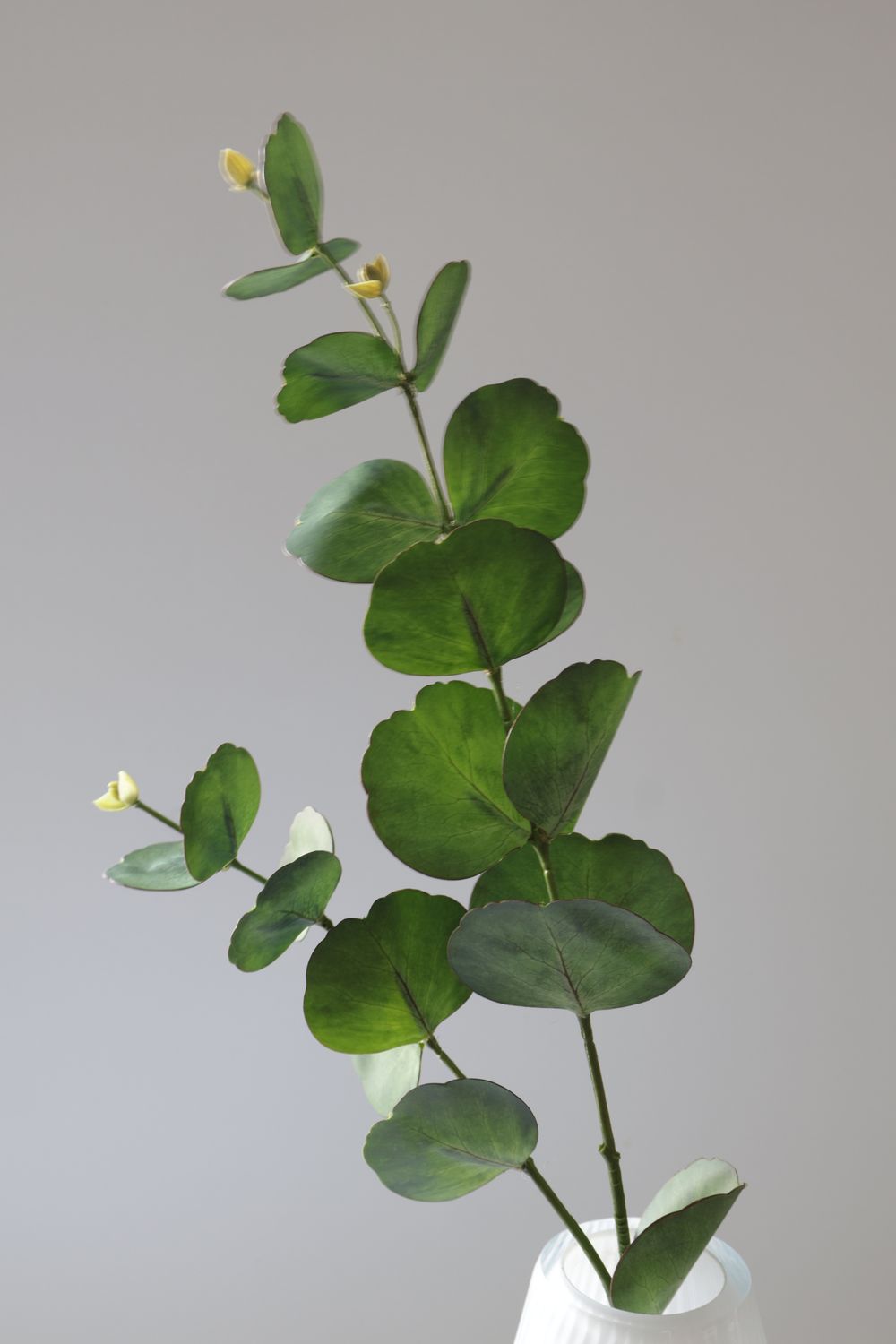 Eucalyptus Stem -Round Dollar Style Real Touch