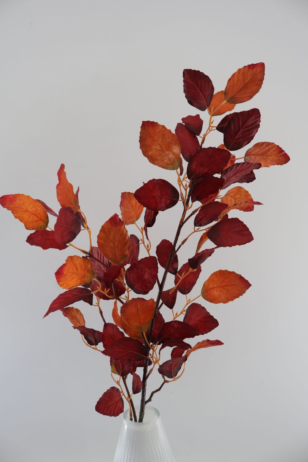 Beech Leaf Branch
