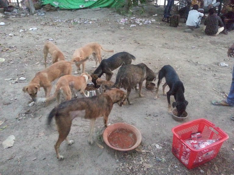 Pujarli Fund
