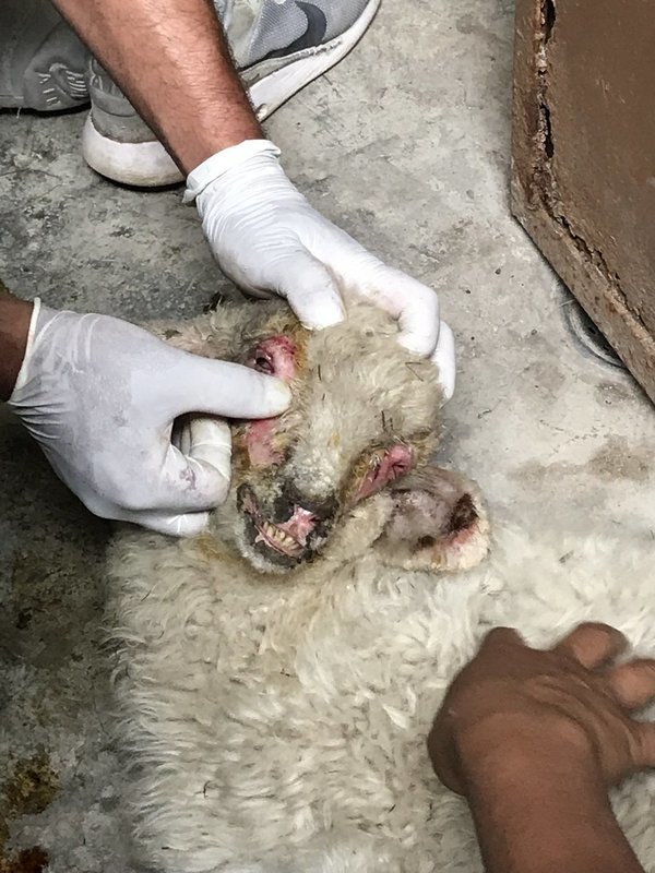 Animal Rescue Efforts