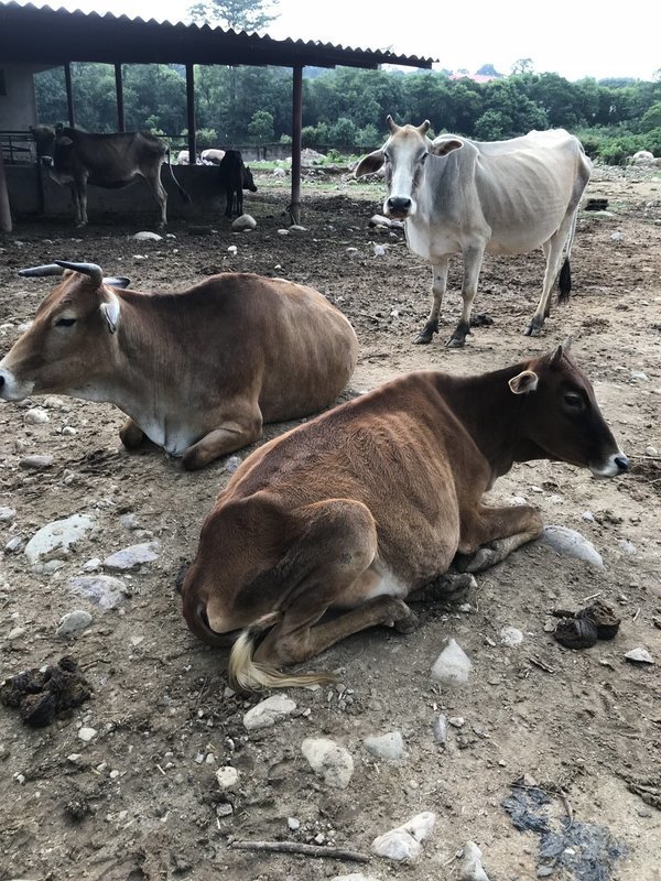 Cow Feeding Project