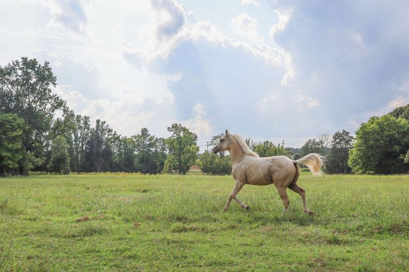 King Creole by Jeff Murphy