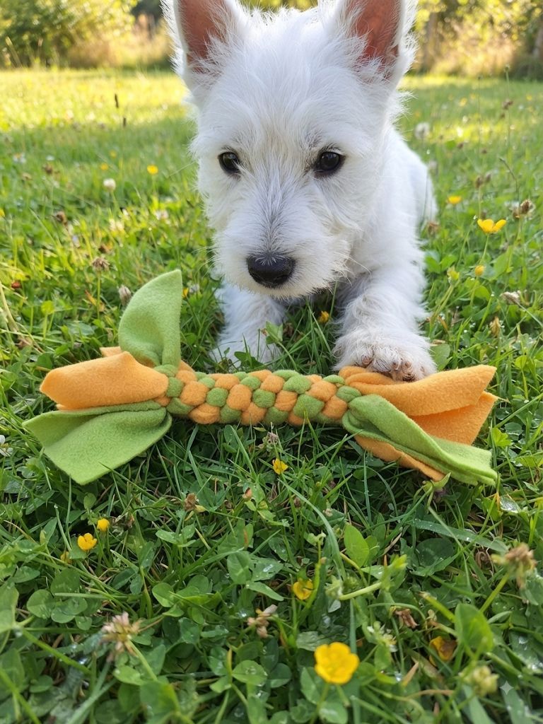 Hundeknochen Happy Hundeknochen Happy