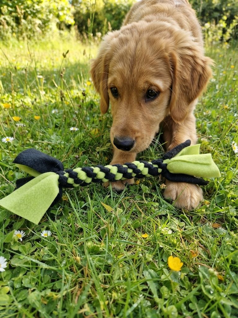Hundeknochen Spider Hundeknochen Spider