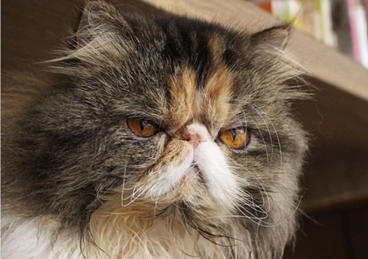 Defusing Encounters with Angry Patrons