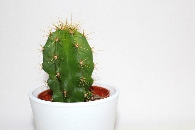 Cactus