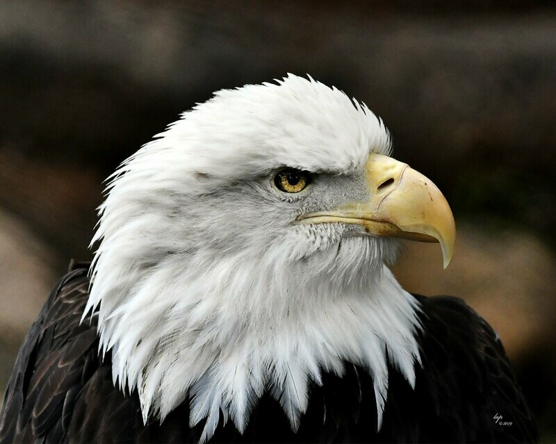 Eagle 1