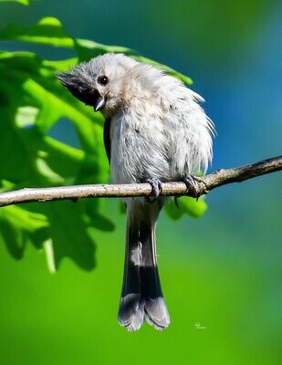 Birding & Wildlife