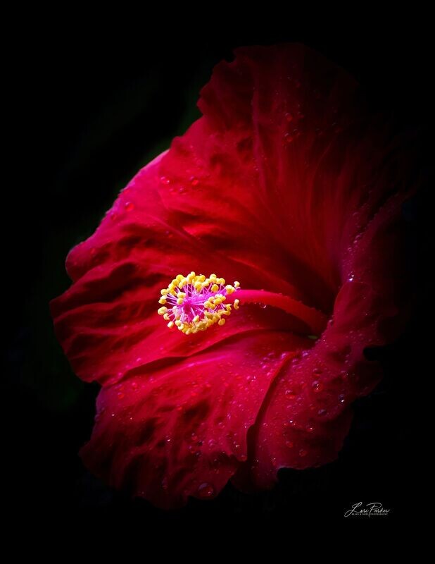Big Red