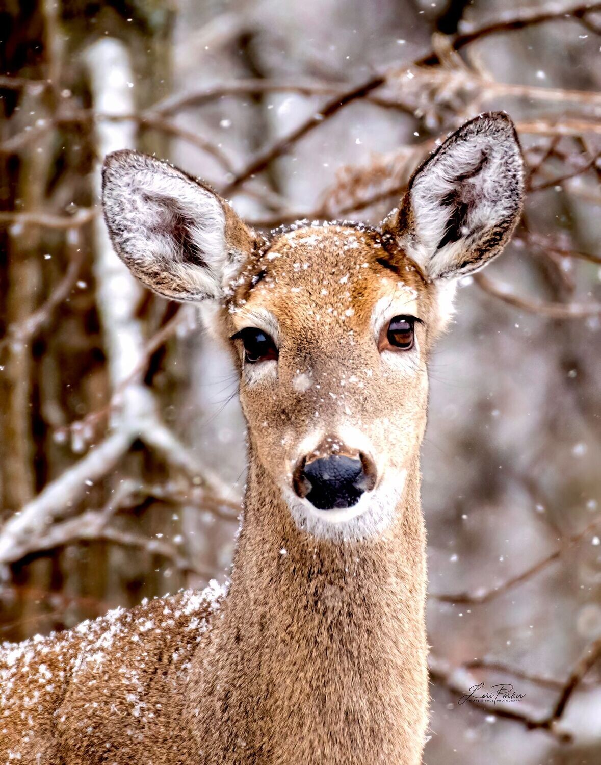 Doe in Winter