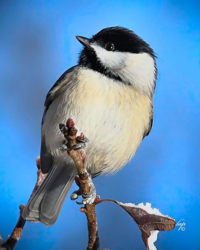 Chickadee
