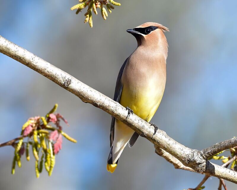Cedar Waxwing