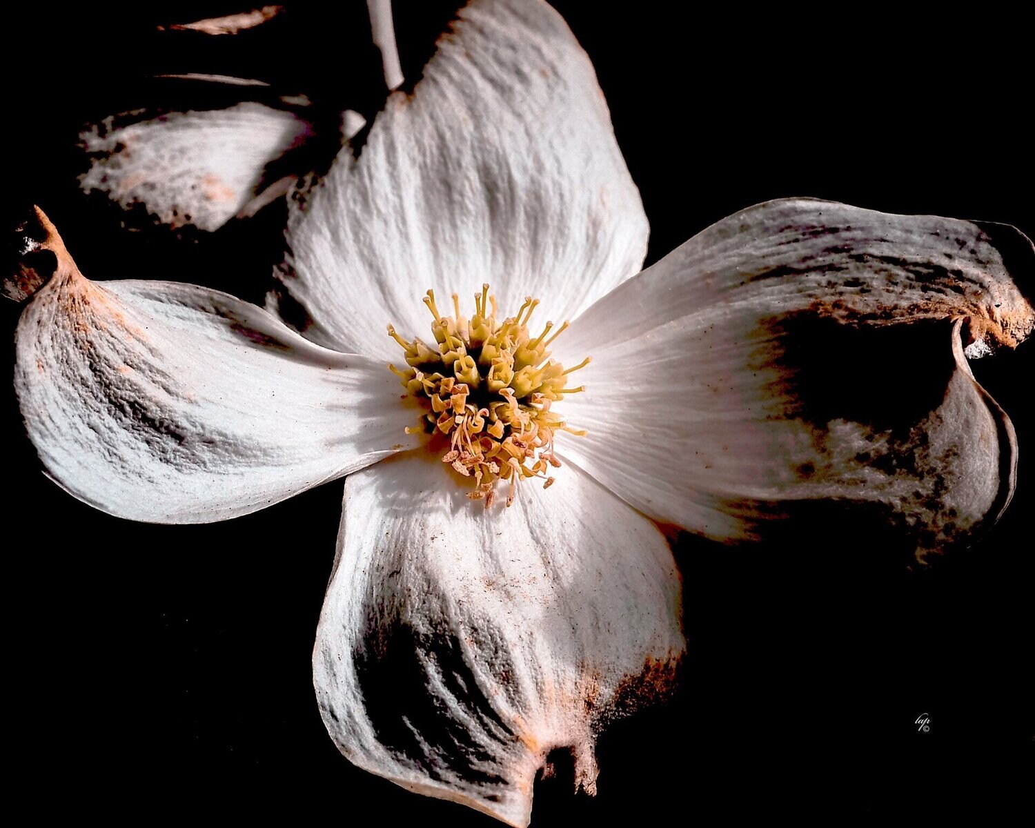 Dogwood