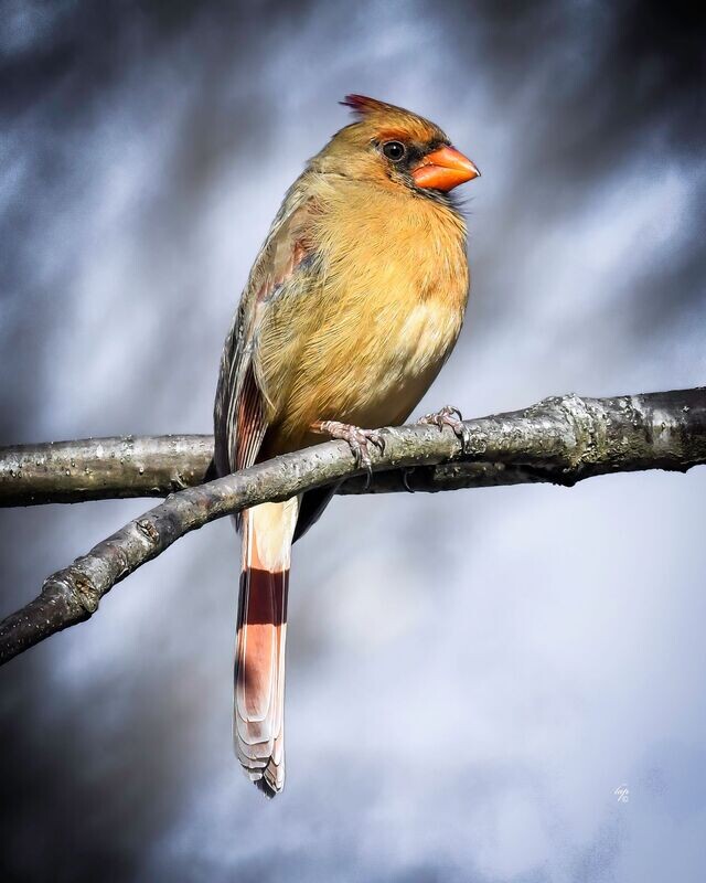 Female Cardinal