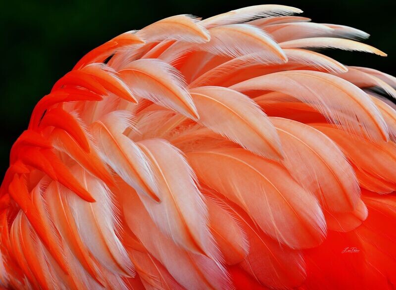 Flamingo Feathers