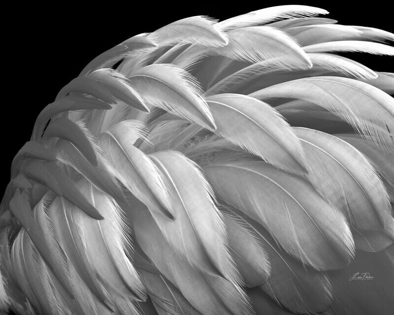Flamingo Feathers, Black & White