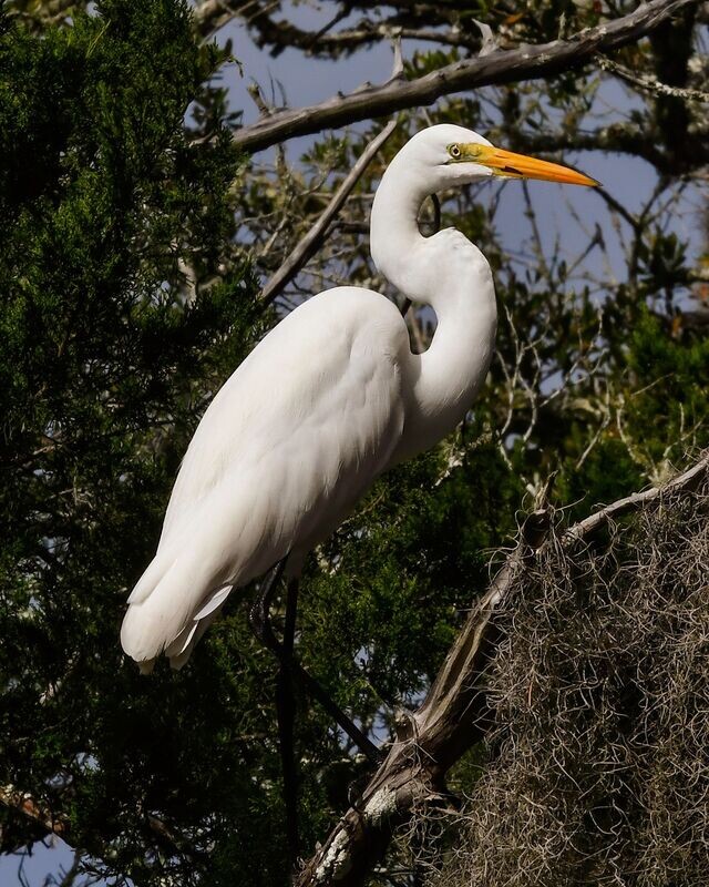 Great Egret