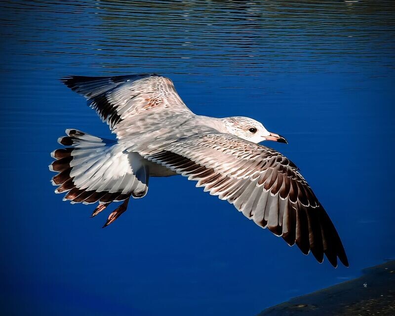 Gull in Flight