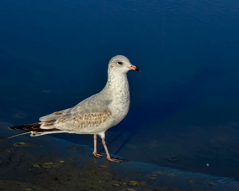 Gull on Beach