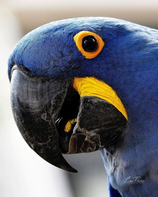 Hyacinth Macaw