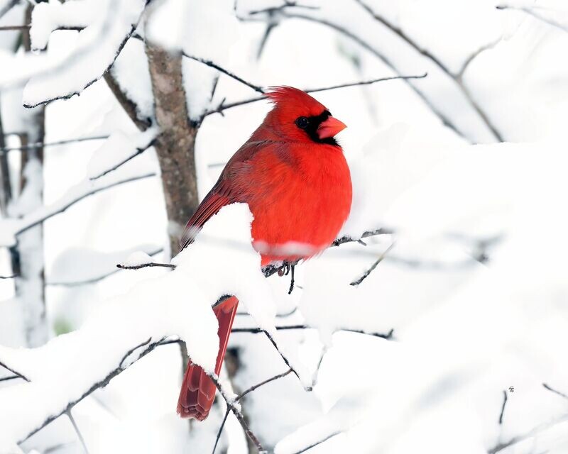 Cardinal in the Snow