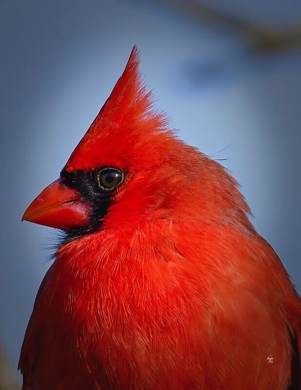 Male Cardinal