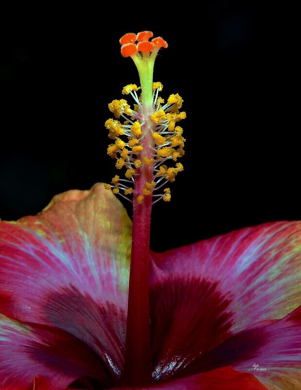 Hibiscus Dawn